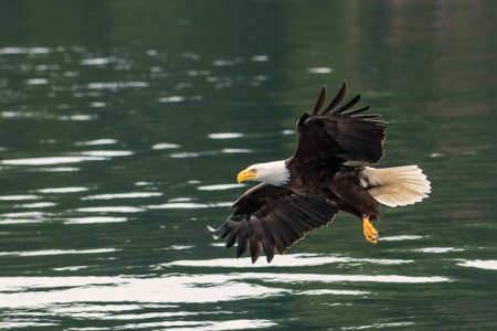 Eagle