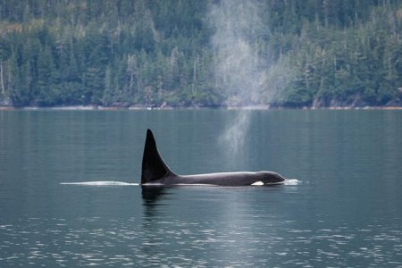 Orca
