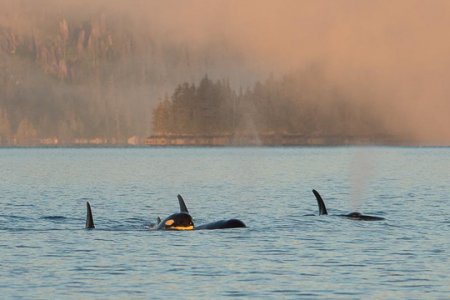 Whale of a Morning