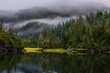 Rain Forest