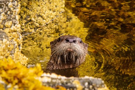 River Otter