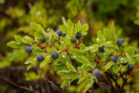 Yummie Berries