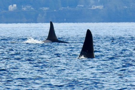 orca1