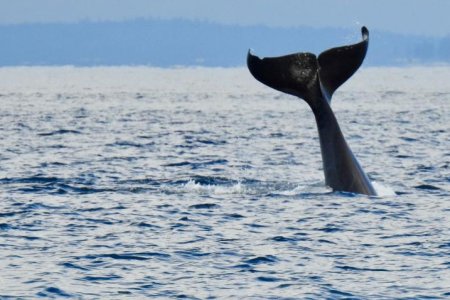 orca3