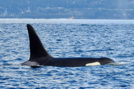orca 2