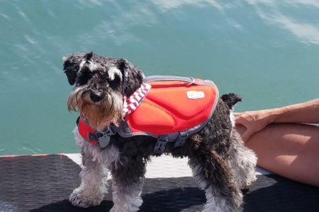 Water Dog