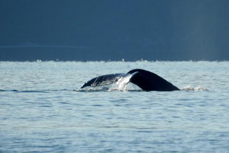 Humpback
