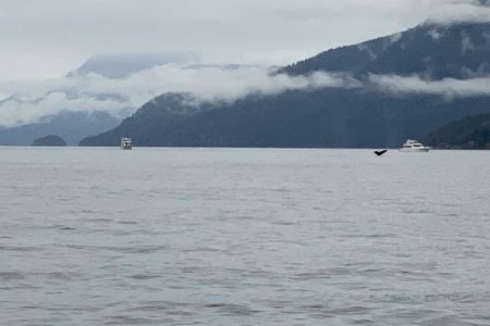 Whales #4