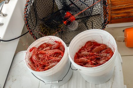 Shrimping_1