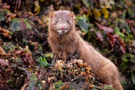 Wildlife_1
