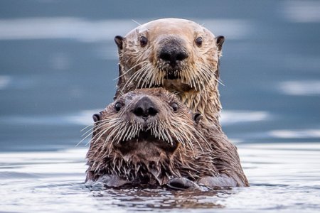 Wildlife_2