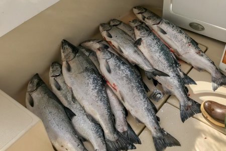 Silvers
