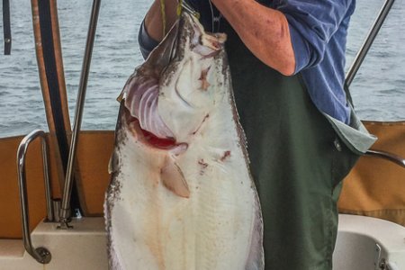 Halibut