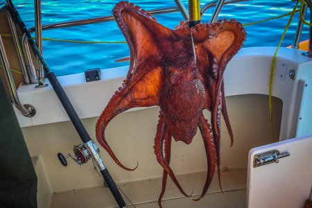 Halibut Bait
