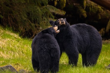 Wildlife_4