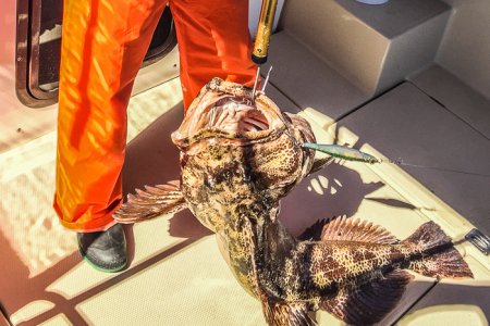 Ling Cod