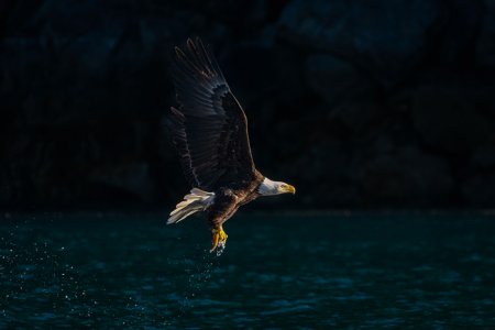 Wildlife_5