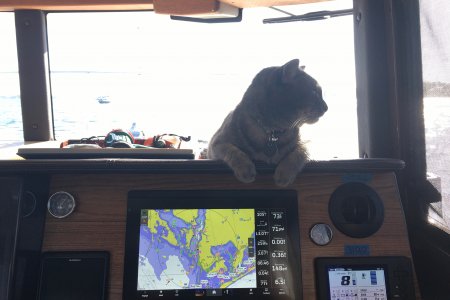 MV Tern.jpeg