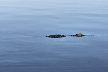 Trisailor.JPG