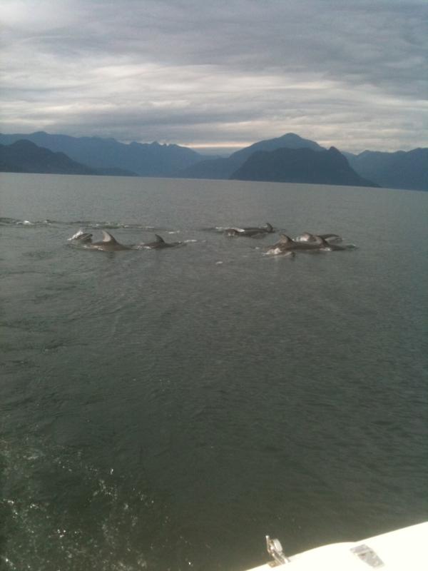1. Dolphins 2 Sept 24 2010