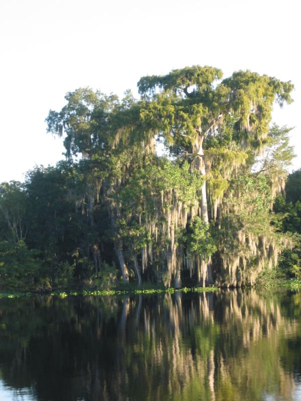 6 Cypress tree