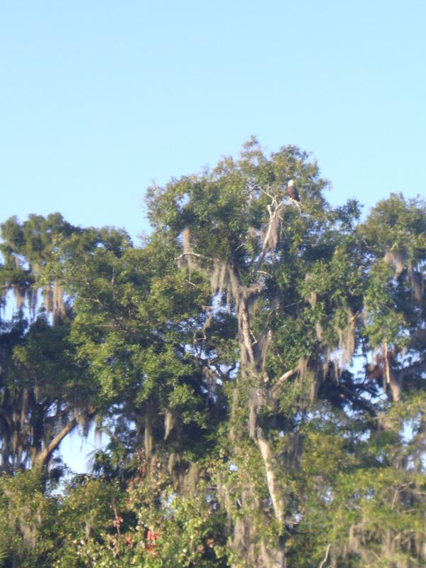 6A Bald Eagle