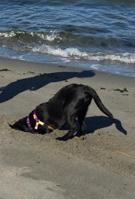 7 Cooper loves the beach!