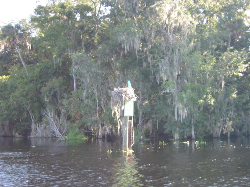 7 Osprey nest on channel marker