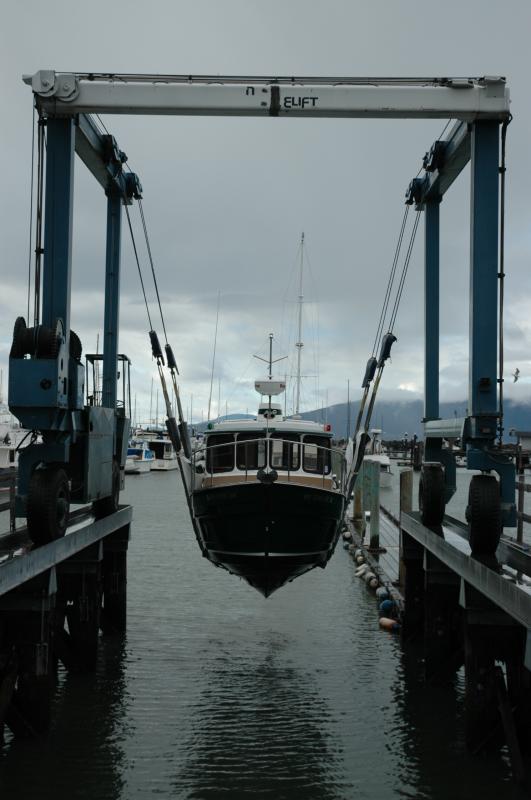 Auklet 014