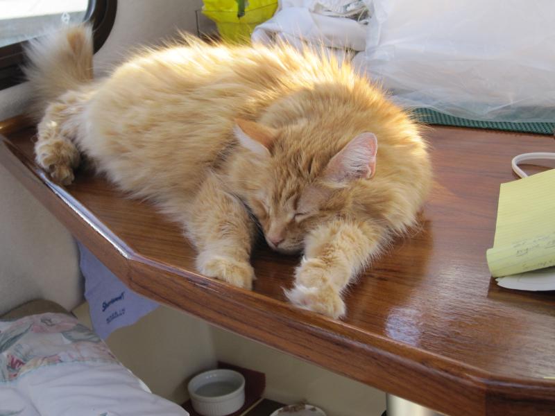 Babe asleep on the table!