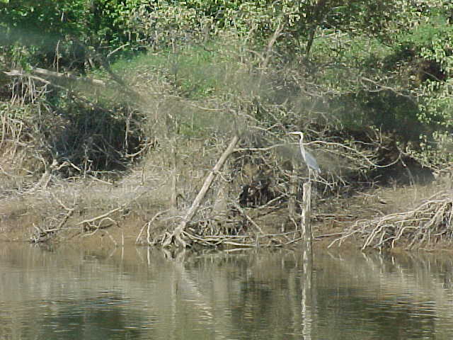 Bird on Cumberland river