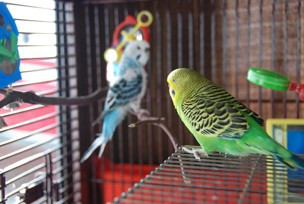 Budgies who cruise
