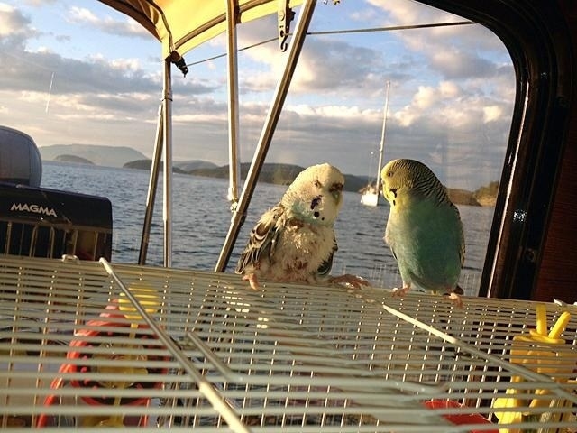 Budgies_Mud_Bay
