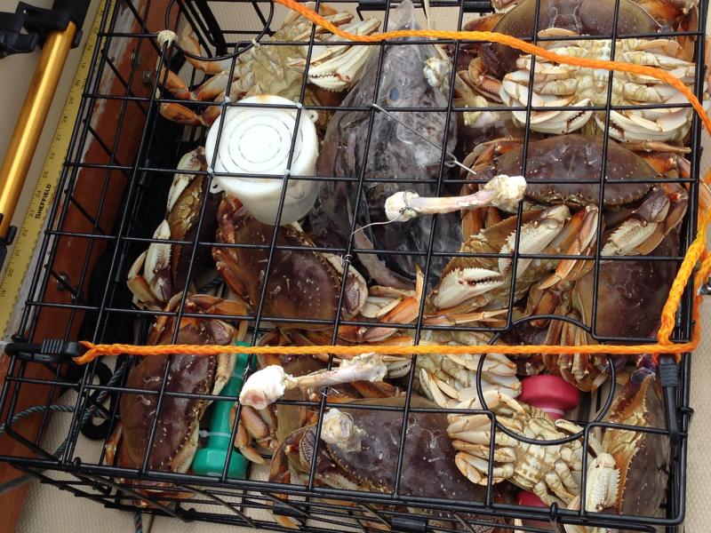 crab