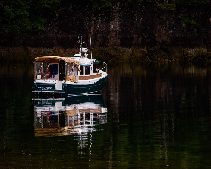 Divine Focus in K-9 Cove