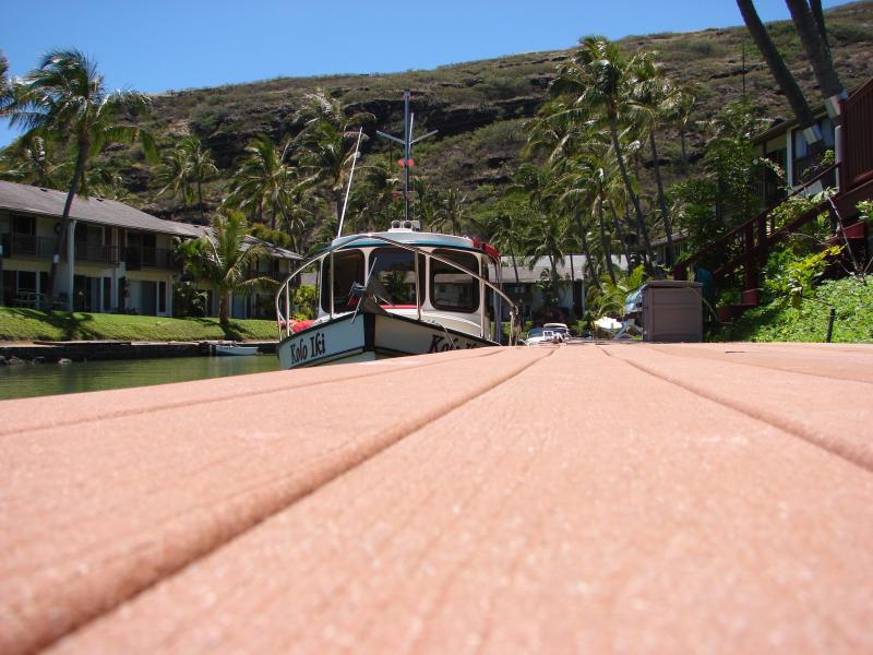 Dockside gecko eye view