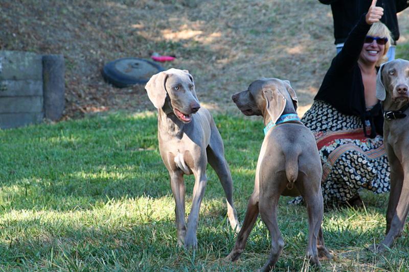 Dog Party!