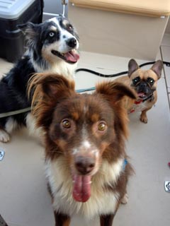 dogssm
