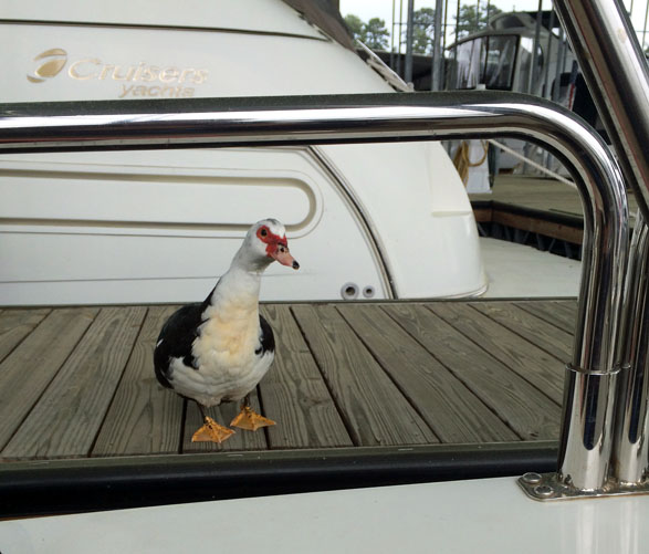 duck