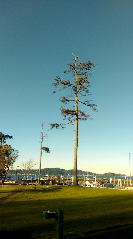 Eagle and marina