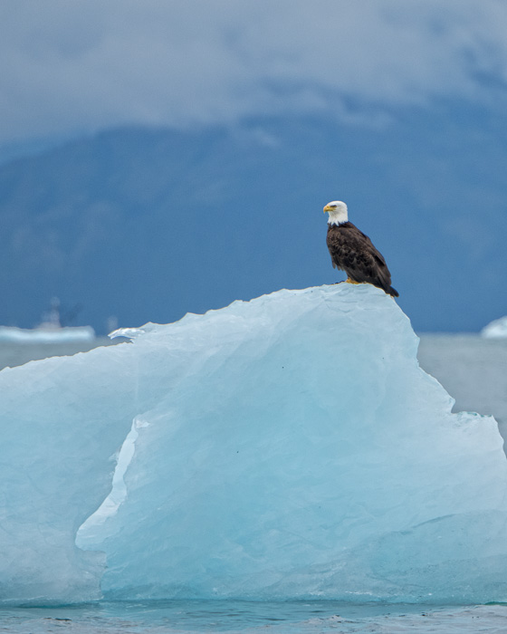 Eagle on Ice