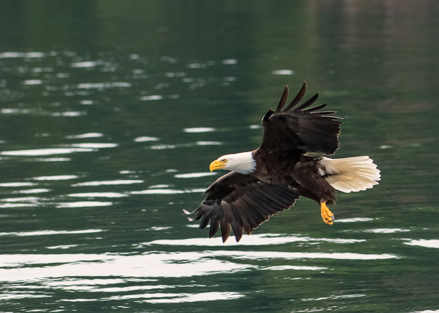 Eagle