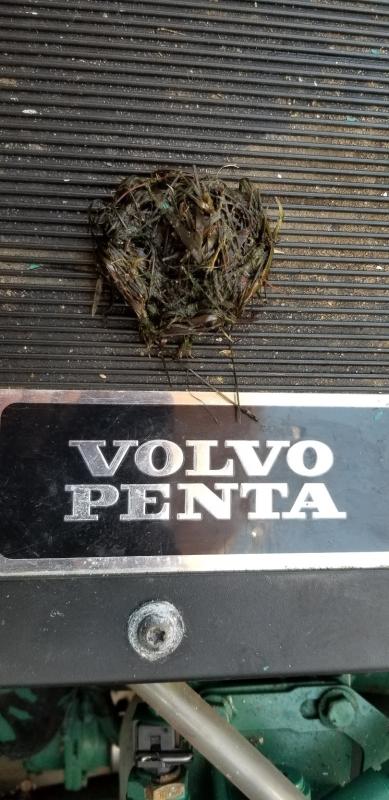 Eel Grass