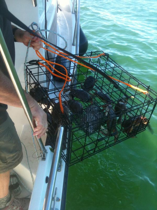 Fifteen crab at Fishermen's Bay