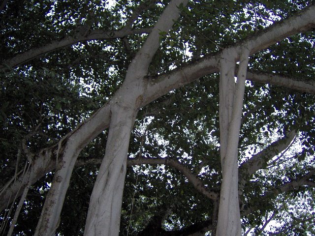 ft meyers beach 030