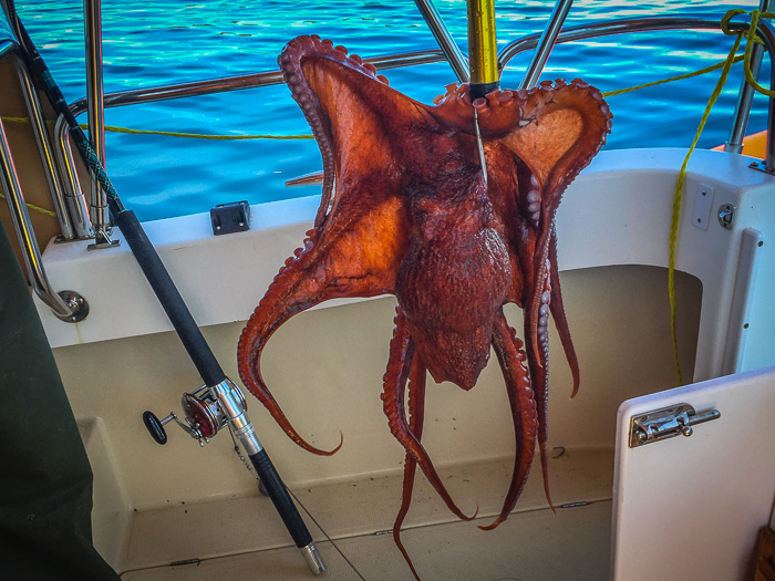 Halibut Bait
