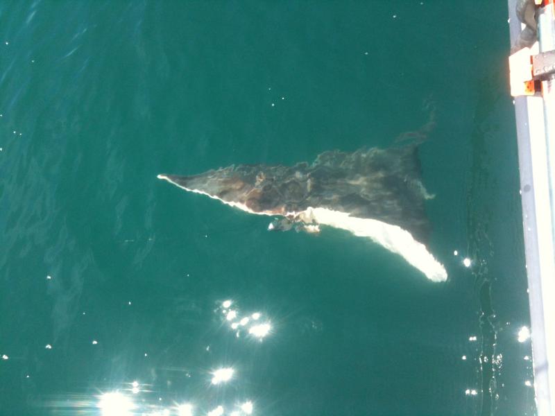 huge skate