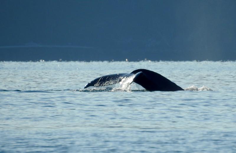 Humpback