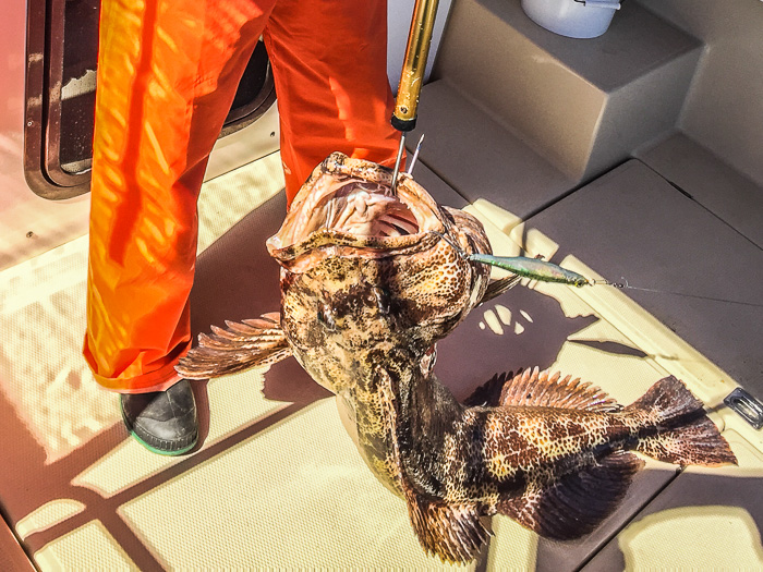 Ling Cod