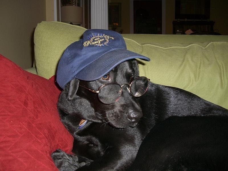 little dog in Ranger hat